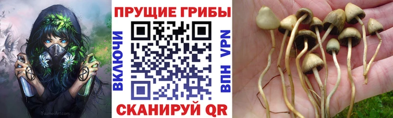 Галлюциногенные грибы Cubensis Купить Ясный
